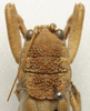 CollectionObject 1535099; 171967d3-fd2a-4d25-9a54-3bdb21eaa2b5: female pronotum, dorsal view (holotype). (CollectionObject).