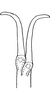 Aedeagus, ventral view on Arboridia (Arborifera) mira Song, Li & Dietrich, 2016: Aedeagus, ventral view. (Observation).