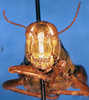 CollectionObject 1578446; d19697c2-d24d-4163-bc6c-5d46bc7fd429: female, frontal view. (CollectionObject).
