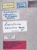 CollectionObject 1534697; b00373bf-7642-4342-81e4-56659568cf88: male labels (syntype). (CollectionObject).