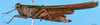 CollectionObject 1505188; 255eb23c-7f84-451a-8433-16b5e698dd79, DORSA D061XF03: female, lateral view (syntype). (CollectionObject).