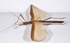 CollectionObject 1561435; 48ec0267-0823-48af-a170-1e8636a8aab7: copyright MNHU, Berlin. female, lateral view (holotype). (CollectionObject).