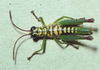 Scirtopaon dorsatus Descamps & Rowell, 1984: male, dorsal view. (Otu).