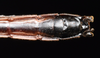 CollectionObject 1580896; aa2ea370-5b4c-47f0-a9fc-90e9ac582779: copyright FRCS, Sabah. male: end of abdomen, dorsal view (holotype). (CollectionObject).