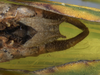 CollectionObject 1593123; 16a10428-5006-4257-9bcd-6119f1226240: male terminalia, ventral view. (CollectionObject).