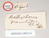CollectionObject 1557449; NHMUK(SF IMPORT DUPLICATE) 845176, a8b154ed-d2ee-44f0-ad75-4154f98c11ff: copyright Natural History Museum, London. female, data labels (holotype). (CollectionObject).