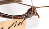 CollectionObject 1562146; c3916979-da30-4d1c-99d5-7770dabd132d: Copyright MNCN, Madrid. male: end of abdomen, lateral view (syntype). (CollectionObject).;CollectionObject 1562147; 0defbfe2-019a-4fa3-8d4a-2f1fd628354a: Copyright MNCN, Madrid. male: end of abdomen, lateral view (syntype). (CollectionObject).