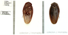 Ergaula capensis (Saussure, 1893): (Otu).