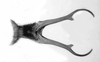 Aedeagus, ventral view: Male: aedeagus, ventral view. (Observation).
