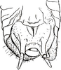 Isocarliella musica Mello-Leitão, 1940: male subgenital plate and cerci. (Otu).