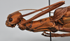Trachythorax sexpunctatus (Shiraki, 1911): copyright NTUC. female: head and thorax, lateral view - first description of this sex by Shiraki 1935 (not type). (Otu).