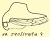 Habitus, lateral view: !! display not done !! on Telamona reclivata Fitch, 1851: (Observation).