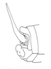 CollectionObject 1533661; 9307b58c-5f65-4773-bcec-0e9ef4c5f4d2: Fig. 123 (after holotype). male, apex of abdomen, lateral view. (CollectionObject).