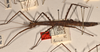 CollectionObject 1561824; 569f556d-3e0e-4df9-a2b3-4085e5ec0233: copyright OUMNH. female, lateral view of Ceroys rabdota (holotype). (CollectionObject).