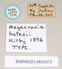 CollectionObject 1559745; 976ed4dd-c93b-4a51-a713-aa1e8d1fee1d, NHMUK(SF IMPORT DUPLICATE) 845075: copyright Natural History Museum, London. female, data labels (paralectotype). (CollectionObject).