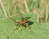 CollectionObject 1579373; 0fcd9804-634c-4a8a-af3f-0ecf9c1e8288: male (Serbia, Stara planina, 06.07.2016). (CollectionObject).;CollectionObject 1579374; 1dbfef86-a854-4a88-88f3-5ca07cb61d62: male (Serbia, Stara planina, 06.07.2016). (CollectionObject).