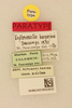 CollectionObject 2076641; NHMUK016032632, 00bbd2c1-5275-45df-abac-e4981427b1f9: Erythromastax kergarioui Descamps, 1971. Erythromastax kergarioui Descamps, 1971. (CollectionObject).