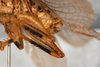 CollectionObject 1585402; d74bb343-6f92-4fac-84d1-8b8cbe4a9694: male, lateral view (syntype). (CollectionObject).