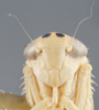 Head: !! display not done !! on Colladonus clitellarius (Say, 1831): Head/Face. (Observation).