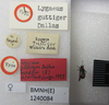 Aspilocoryphus mendicus guttiger (Dallas, 1852): Lygaeus guttiger. Lectotype. (BMNH) - (CC BY-NC 4.0) Photo by Stuart Cole, reproduced with permission from the Natural History Museum, London, UK. (Otu).