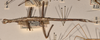 CollectionObject 1556950; 9f2cbcc4-4dea-4813-8016-e8a89e139151: copyright UMO. female, lateral view (syntype). (CollectionObject).;CollectionObject 1556951; 112d4c60-f82e-4830-a689-d06ca3356b17: copyright UMO. female, lateral view (syntype). (CollectionObject).