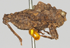 CollectionObject 1516348; cd361476-2604-4899-8ac7-bfb7fc2b6a82: male, lateral view (syntype). (CollectionObject).