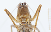 CollectionObject 1578183; bc2288ec-186c-4997-b5cf-25bd18ef5053: famale, face. (CollectionObject).
