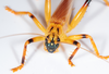 CollectionObject 1567527; 9803e4c0-f244-427b-9ea6-18b4e8c352db: female, frontal view. (CollectionObject).