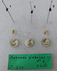 Prytanes plebeius (Spinola, 1852): Pachymerus plebeius SINTYPE Labels (Museo Regionale di Scienze Naturali di Torino) - (CC BY-NC 3.0) - Photo by Fulvio Giachino. (Otu).