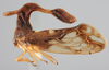 Habitus, lateral view: !! display not done !! on Lycoderides nathanieli (Cryan, 1999): (Observation).
