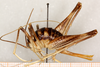 CollectionObject 1499647; 765dbb3a-d70a-4a29-bd57-3764a35249f4: female, lateral view (allotype). (CollectionObject).