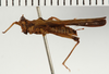 CollectionObject 1529934; e6db05fe-1a4a-4610-a676-b0a62fe8b5df: male, lateral view (holotype). (CollectionObject).