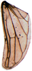 Hind wing on Eualebra jenniferae Dietrich, 2013: Hind wing. (Observation).