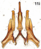 Aedeagus, ventral view on Bretega juxtaspiverpa Stiller, 2017: Aedeagus, dorsal view. (Observation).