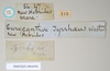 CollectionObject 1557602; 44a43d9c-40e7-4456-8af1-b89668b5bf56: copyright Natural History Museum, London. female, data labels (syntype). (CollectionObject).;CollectionObject 1557603; c66fc09a-202d-49a8-b18e-b49c13d04105: copyright Natural History Museum, London. female, data labels (syntype). (CollectionObject).