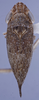 Habitus, dorsal view: !! display not done !! on N. Gen. MG1 n. sp. 46-16: Acostemmini Evans, 1972: (Observation).