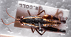 CollectionObject 1535900; 434dfeab-b6ca-4929-8a45-045b85ace113, MNCN3235119: female, dorsal view. (CollectionObject).