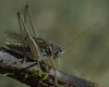 Gampsocleis glabra (Herbst, 1786): male (France). (Otu).