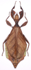 CollectionObject 1563797; 449940af-b448-4b40-ab35-033acd628953: copyright Marco Gottardo. female (paratype). (CollectionObject).;CollectionObject 1563798; abcc8b07-ed67-4abe-ac8d-084668f90ddb: copyright Marco Gottardo. female (paratype). (CollectionObject).