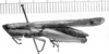 CollectionObject 1521503; 411967a8-7cb6-4103-96b6-a93426035115: Image Carbonell, C.S. female, lateral view (holotype). (CollectionObject).