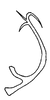 Aedeagus, lateral view on Carapona munia (DeLong & Freytag, 1975): Male holotype: aedeagus, lateral view. (Observation).