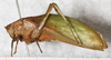 CollectionObject 1532264; NMW 7822, beb91ef0-6225-4af1-88a8-e248cfb80d70: male, lateral view (holotype). (CollectionObject).
