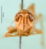 CollectionObject 1502122; 1db91715-960a-4364-aa77-7ae60ee46430: female, frontal view (paralectotype). (CollectionObject).