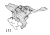Habitus, lateral view: !! display not done !! on Tumecauda schaefferi Goding, 1930: (Observation).