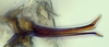 Aedeagus, ventral view: (Observation).
