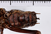 CollectionObject 1505602; 72605de9-5a50-4d26-bd40-f4a1b4ca69f3: male, ventral view (holotype). (CollectionObject).
