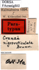 CollectionObject 1567401; e305e013-b331-4a55-84f9-9159868fe0b3: labels (syntype). (CollectionObject).