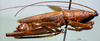 CollectionObject 1503286; 7ee12bd4-0afb-4546-a722-cee242a834c2: male, lateral view. (CollectionObject).