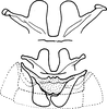 Abdomen, sternal apodemes, ventral view: Abdomen, sternal apodemes, ventral view. (Observation).