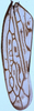 Forewing on Discolopeus arctus Stiller, 2019: Forewing. (Observation).